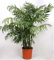 Пальма Хамедорея изящная (элеганс) - Chamaedorea elegans D35 H180