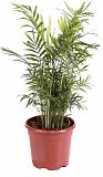 Пальма Хамедорея изящная (элеганс) - Chamaedorea elegans D25 H90