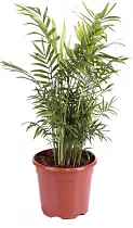 Пальма Хамедорея изящная (элеганс) - Chamaedorea elegans D25 H90