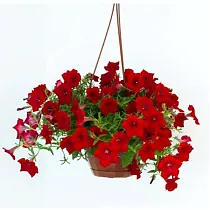Сурфиния D18 H30