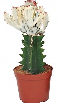 Эуфорбия лактея кристата - Euphorbia lactea forma cristata D5 H12