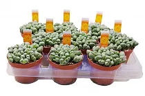 Литопс микс - Lithops spp mix D5 H10