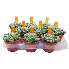 Литопс микс - Lithops spp mix D5 H10
