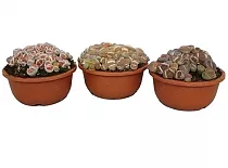 Литопс - Lithops Spp Touffe D10 H15
