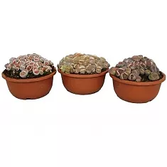 Литопс - Lithops Spp Touffe D10 H15