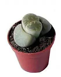 Литопс микс - Lithops spp mix D5 H5