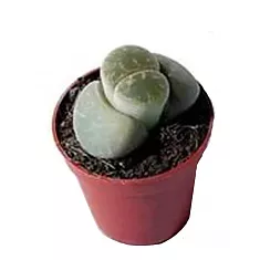 Литопс микс - Lithops spp mix D5 H5