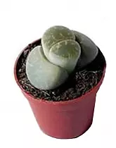 Литопс микс - Lithops spp mix D5 H5