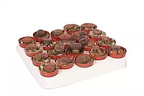 Литопс - Lithops spp D5 H10