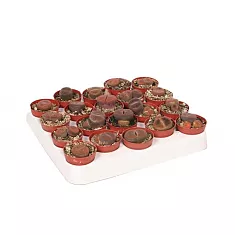 Литопс - Lithops spp D5 H10
