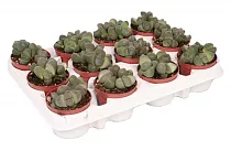 Литопс - Lithops spp D5 H10