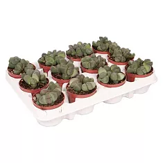 Литопс - Lithops spp D5 H10