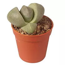 Литопс микс - Lithops spp mix D5 H5