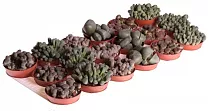 Литопс микс - Lithops spp mix D5 H10