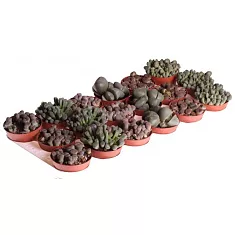 Литопс микс - Lithops spp mix D5 H10