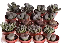 Литопс микс - Lithops spp mix D5 H10