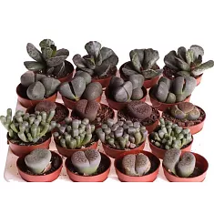 Литопс микс - Lithops spp mix D5 H10