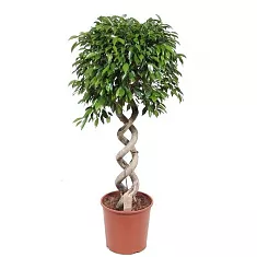 Фикус Бенджамина Экзотика двойная спираль - Ficus benjamina Exotica D35 H160