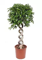 Фикус Бенджамина Экзотика двойная спираль - Ficus benjamina Exotica D35 H160