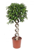 Фикус Бенджамина Экзотика двойная спираль - Ficus benjamina Exotica D35 H160