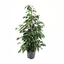 Фикус Бенджамина Экзотика - Ficus benjamina Exotica D17 H70