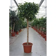 Фикус Биннедика Амстел Кинг штамб - Ficus Amstel King D55 H250