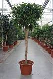 Фикус Биннедика Амстел Кинг штамб - Ficus Amstel King D55 H250