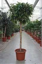Фикус Биннедика Амстел Кинг штамб - Ficus Amstel King D55 H250