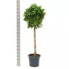Фикус Бенджамина Экзотика штамб- Ficus benjamina Exotica D30 H180