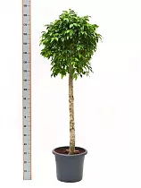 Фикус Бенджамина Экзотика штамб- Ficus benjamina Exotica D30 H180