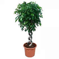 Фикус Бенджамина Экзотика двойная спираль - Ficus benjamina Exotica D32 H150