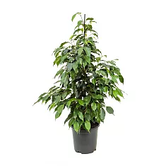 Фикус Бенджамина Экзотика - Ficus benjamina Exotica D21 H130