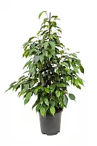 Фикус Бенджамина Экзотика - Ficus benjamina Exotica D21 H130