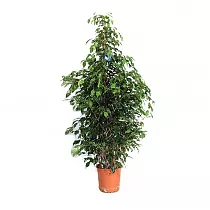 Фикус Бенджамина Экзотика - Ficus benjamina Exotica D35 H190