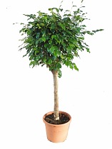 Фикус Бенджамина Экзотика - Ficus benjamina Exotica D24 H110