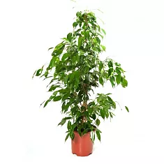 Фикус Бенджамина Экзотика - Ficus benjamina Exotica D19 H110