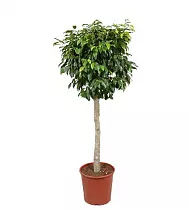 Фикус Бенджамина Экзотика - Ficus benjamina Exotica D24 H130