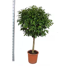 Фикус Бенджамина Экзотика штамб - Ficus benjamina Exotica D30 H200