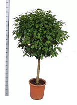 Фикус Бенджамина Экзотика штамб - Ficus benjamina Exotica D30 H200
