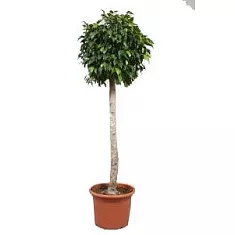 Фикус Бенджамина Экзотика штамб - Ficus benjamina Exotica D27 H150