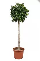 Фикус Бенджамина Экзотика штамб - Ficus benjamina Exotica D27 H150
