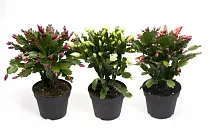 Шлюмбергера микс - Schlumbergera D9 H20