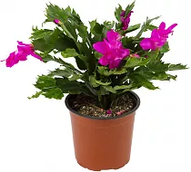 Шлюмбергера розовая - Schlumbergera D12 H20