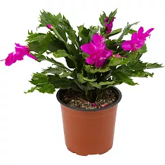 Шлюмбергера розовая - Schlumbergera D12 H20