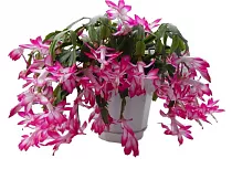 Шлюмбергера розовая - Schlumbergera D17 H30