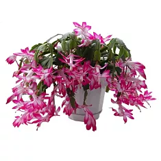 Шлюмбергера розовая - Schlumbergera D17 H30