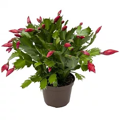 Шлюмбергера красная - Schlumbergera D12 H20