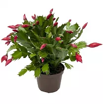Шлюмбергера красная - Schlumbergera D12 H20