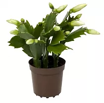 Шлюмбергера белая - Schlumbergera D12 H20