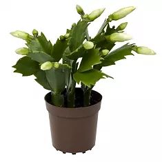 Шлюмбергера белая - Schlumbergera D12 H20